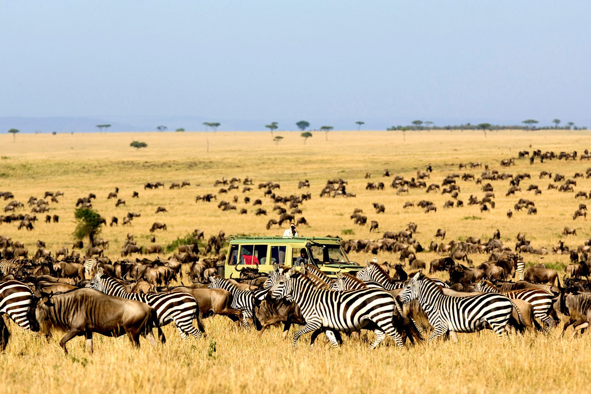Tanzania Wildlife Safaris