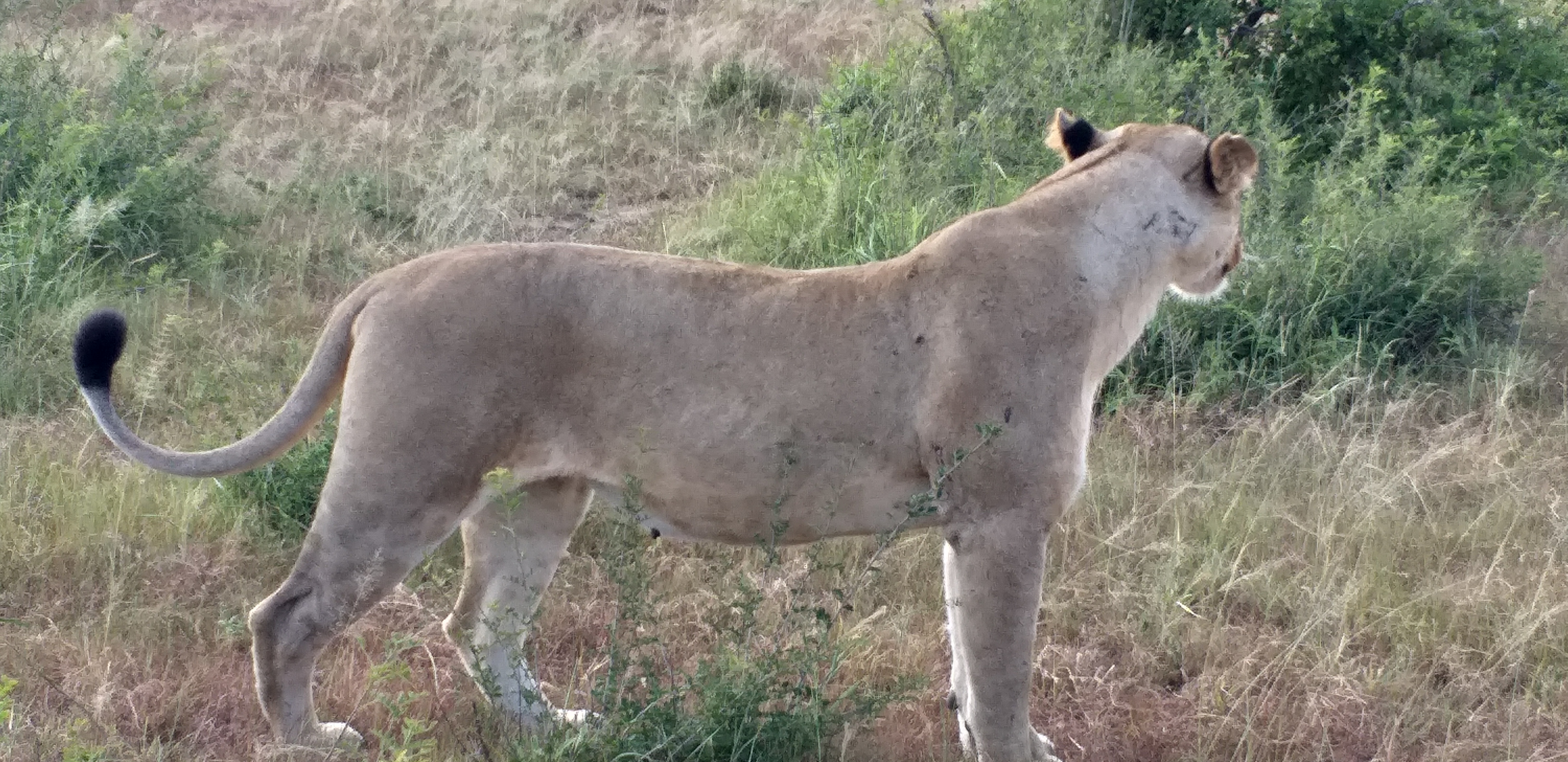 5 Day Selous & Mikumi Safari + Busman walking+ Boat Safari + Maasai Culture